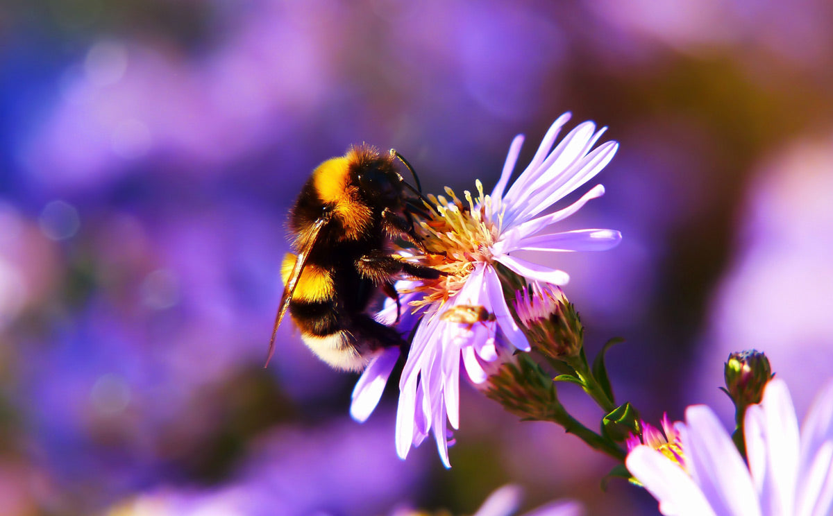 Show Me A Carpenter Bee: Carpenter Bee Anatomy