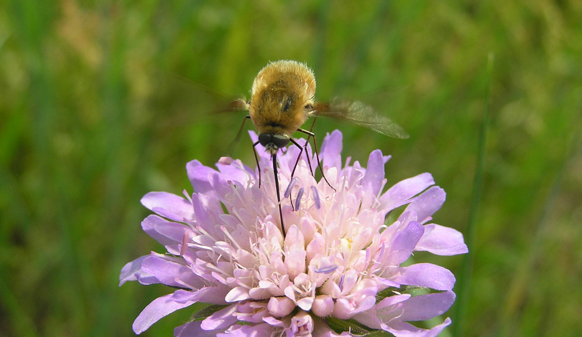 Bee Flies are enemies of carpenter bees | Best Bee Brothers