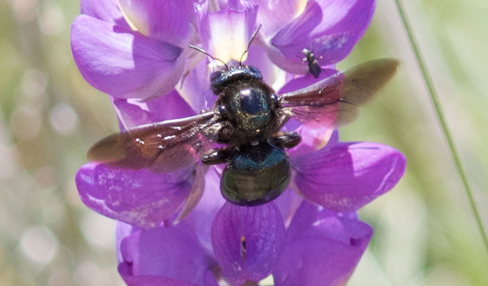 California Carpenter Bee - Xylocopa Californica 