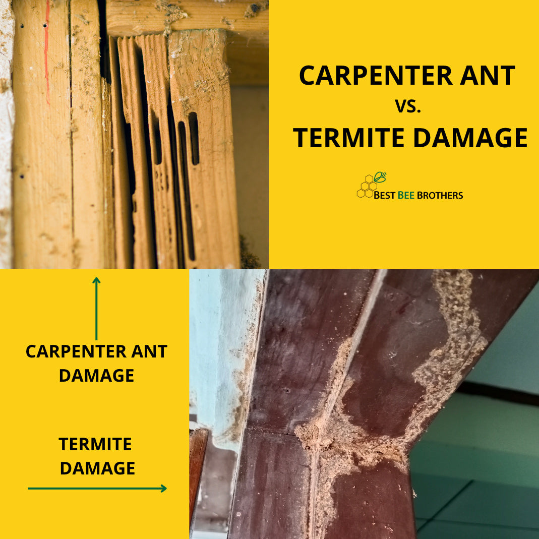 Carpenter ant vs. termite damage.