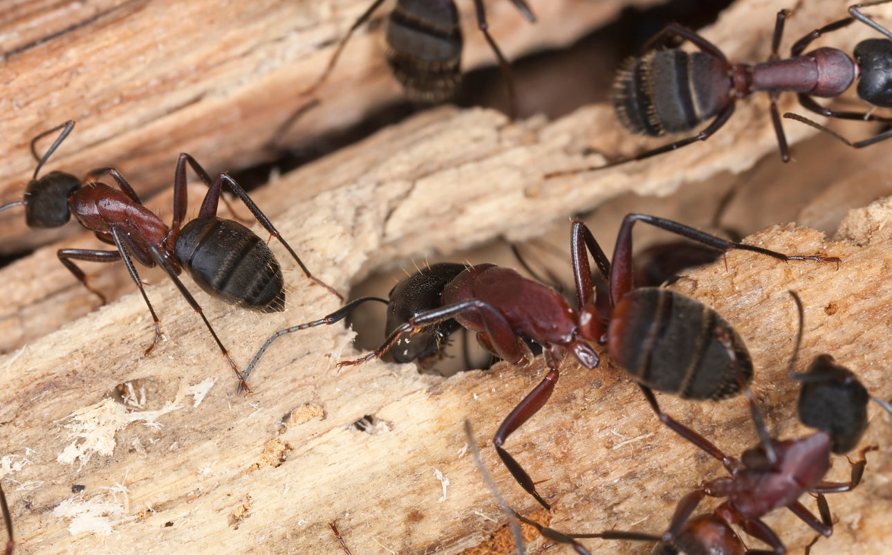 Carpenter ants remove decayed food and deceased ants from their nests.