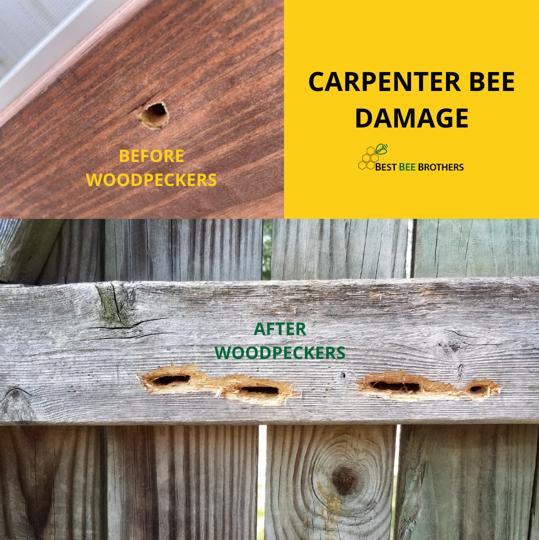 Carpenter bees are known for their perfectly round holes. And it’s common to find further damage by woodpeckers digging to find the larvae inside.