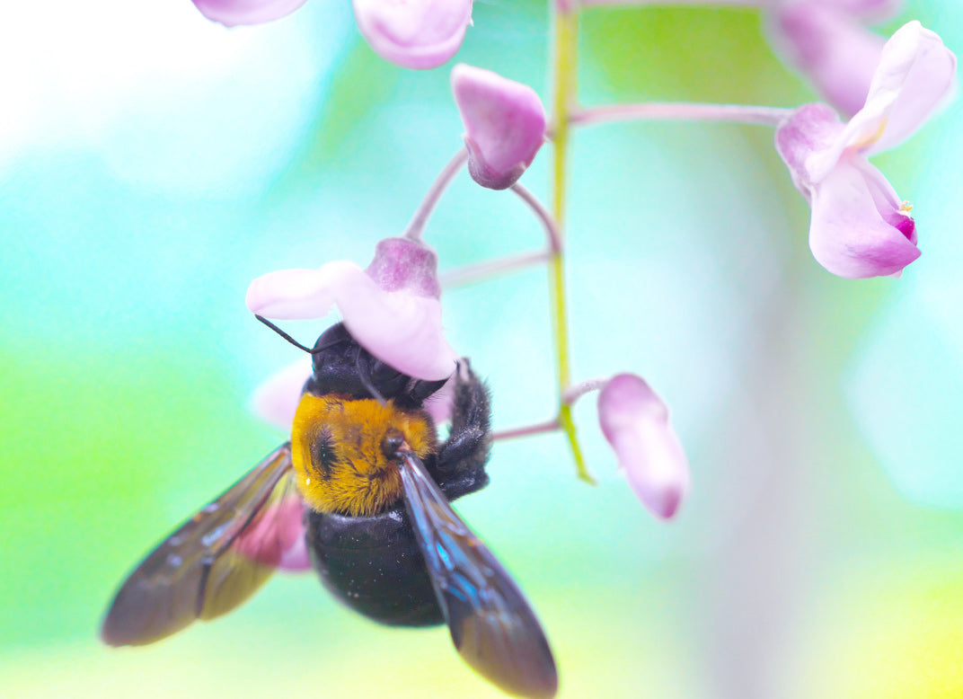 Carpenter bees are more interested in their carpentry projects than stinging you, unless provoked, of course.