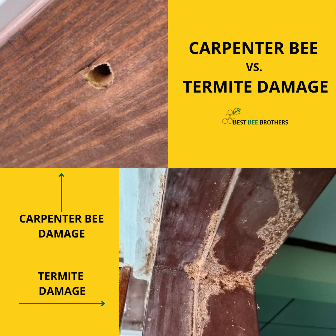 The difference between carpenter bee and termite damage.