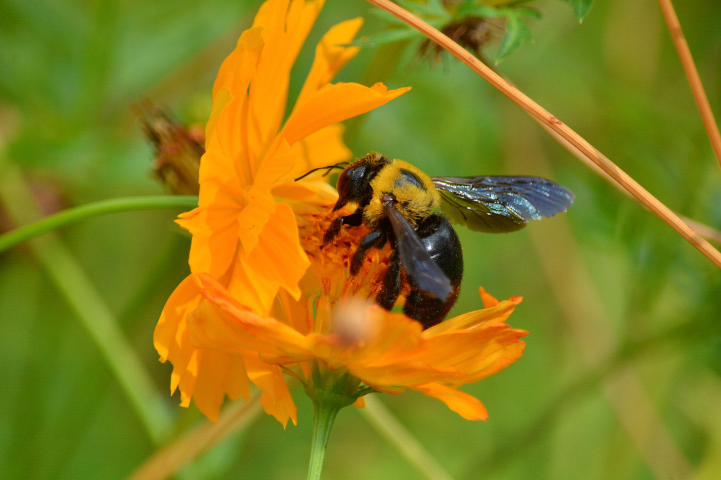 Carpenter bees love to make their nests in soft wood | Best Bee Brothers