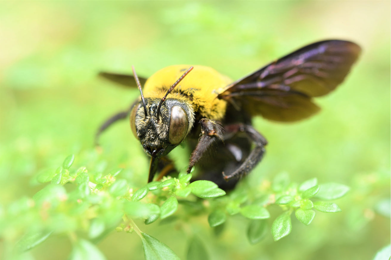 Carpenter bees don’t actually eat wood.