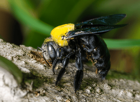 Eastern Carpenter Bee | Best Bee Brothers