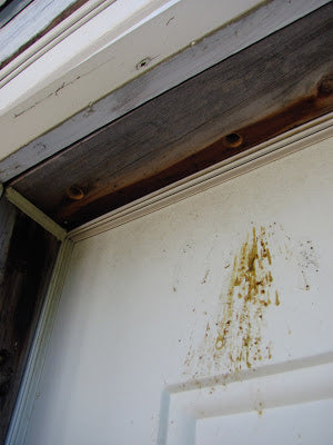 Carpenter bee droppings.