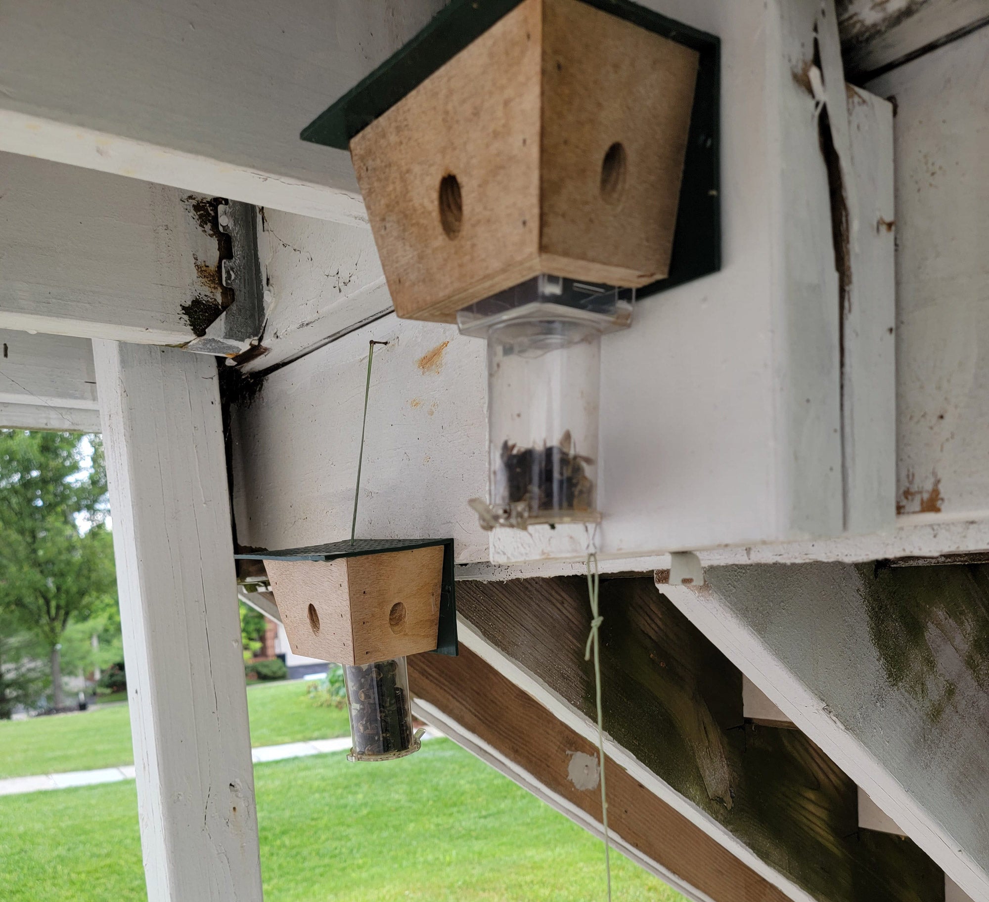 Best Bee Brother traps under a wooden staircase