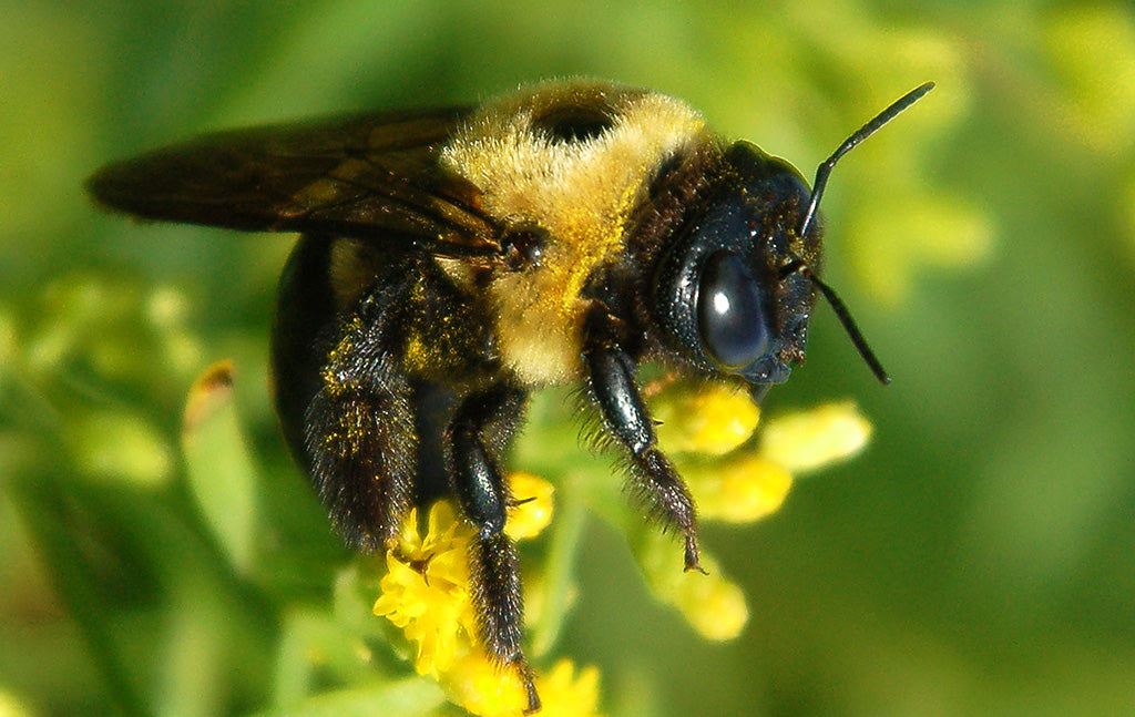 Eastern Carpenter Bee - Xylocopa virginica - Eastern US