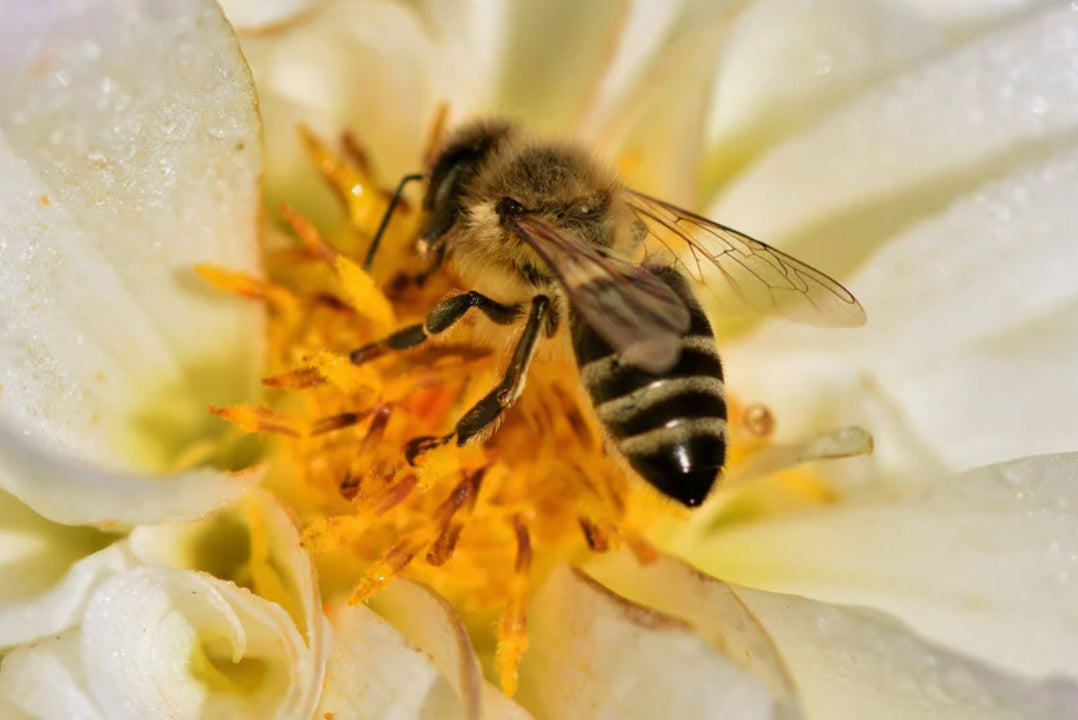 Be sure the honey bee’s stinger is removed after a sting.