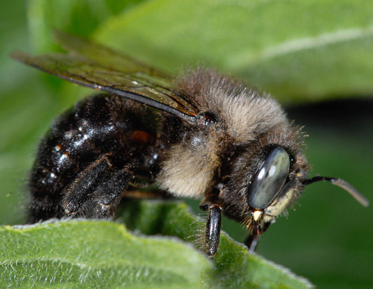 Horsefly Carpenter Bee - Xylocopa Tabaniformis - Oregon, Nevada & Utah