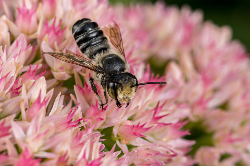 When it comes to bumblebees, does size matter?