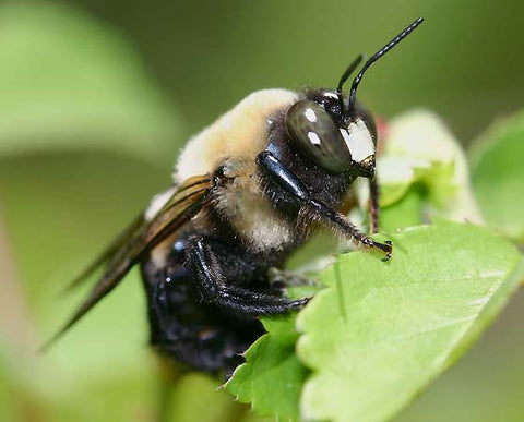 Male Carpenter Bee with white marking on head