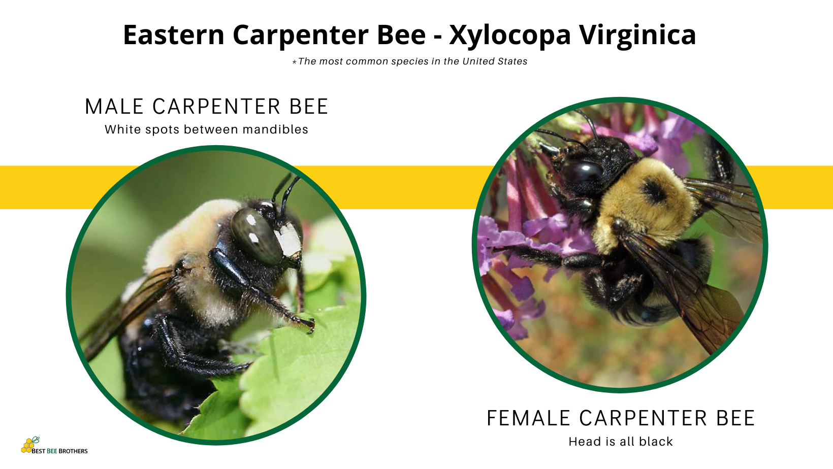 Female carpenter bee vs Male carpenter bee | Best Bee Brothers