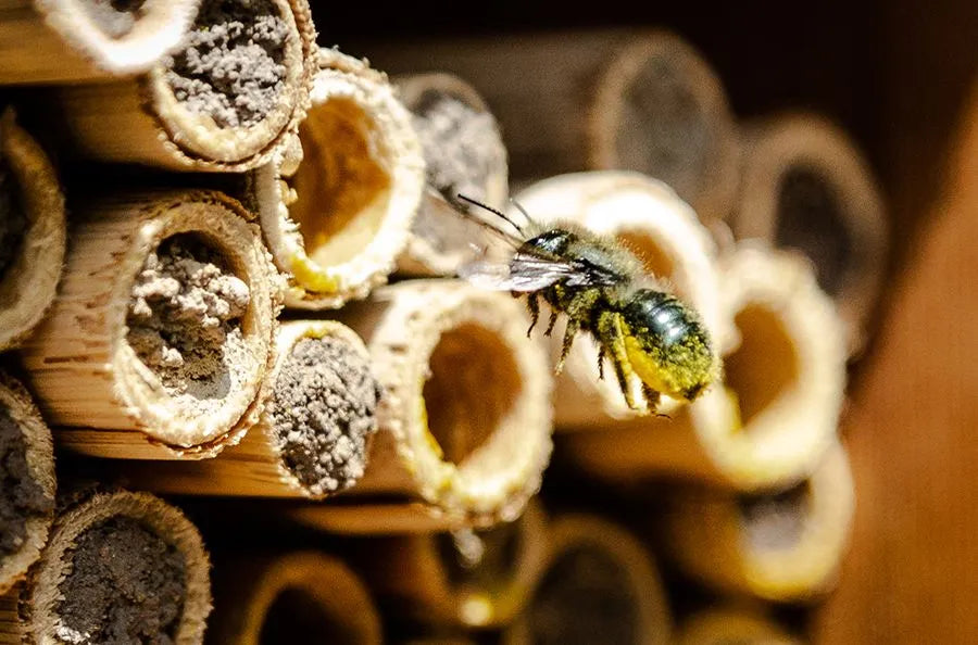 A Mason bee hovering near his nest.