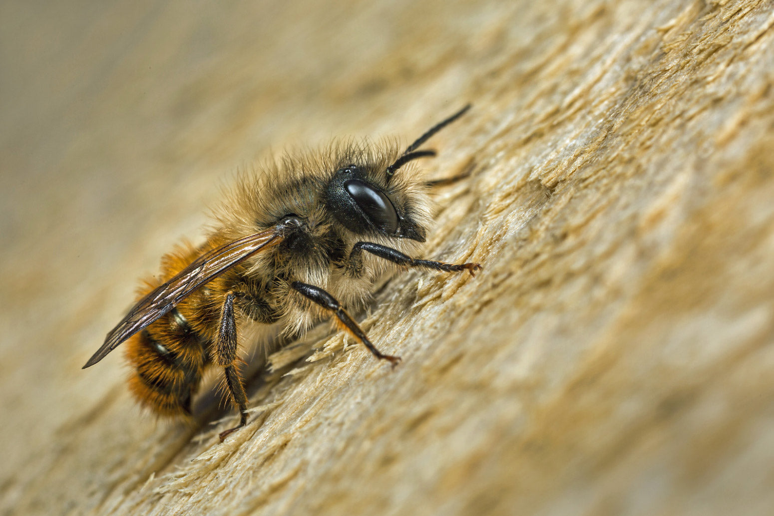 Mason bees also look quite distinct for a bee | Best Bee Brothers