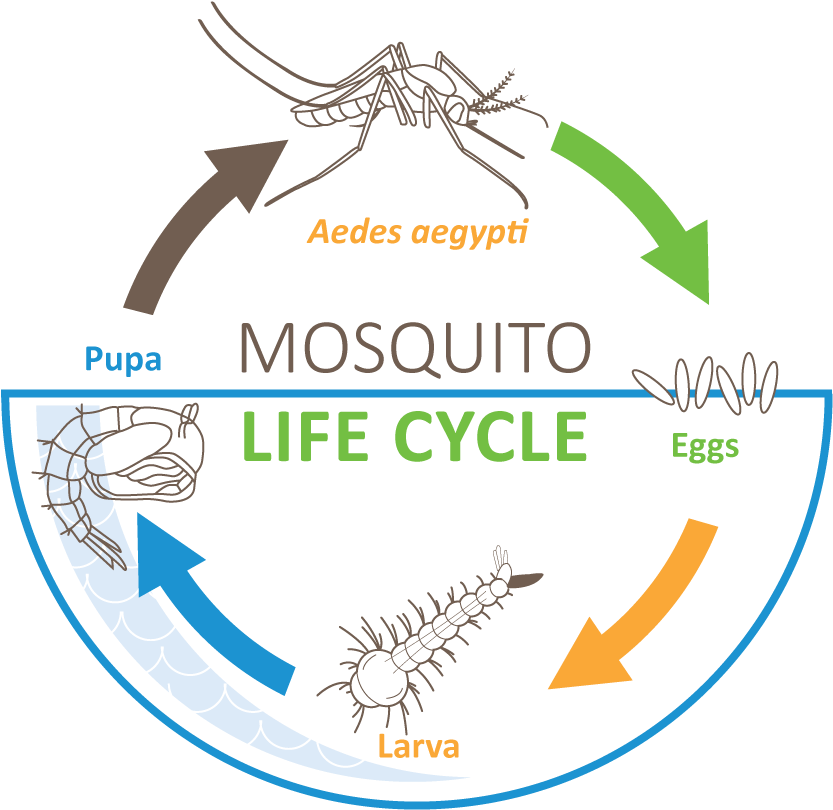 All mosquitoes undergo a four-sage life cycle | Best Bee Brothers