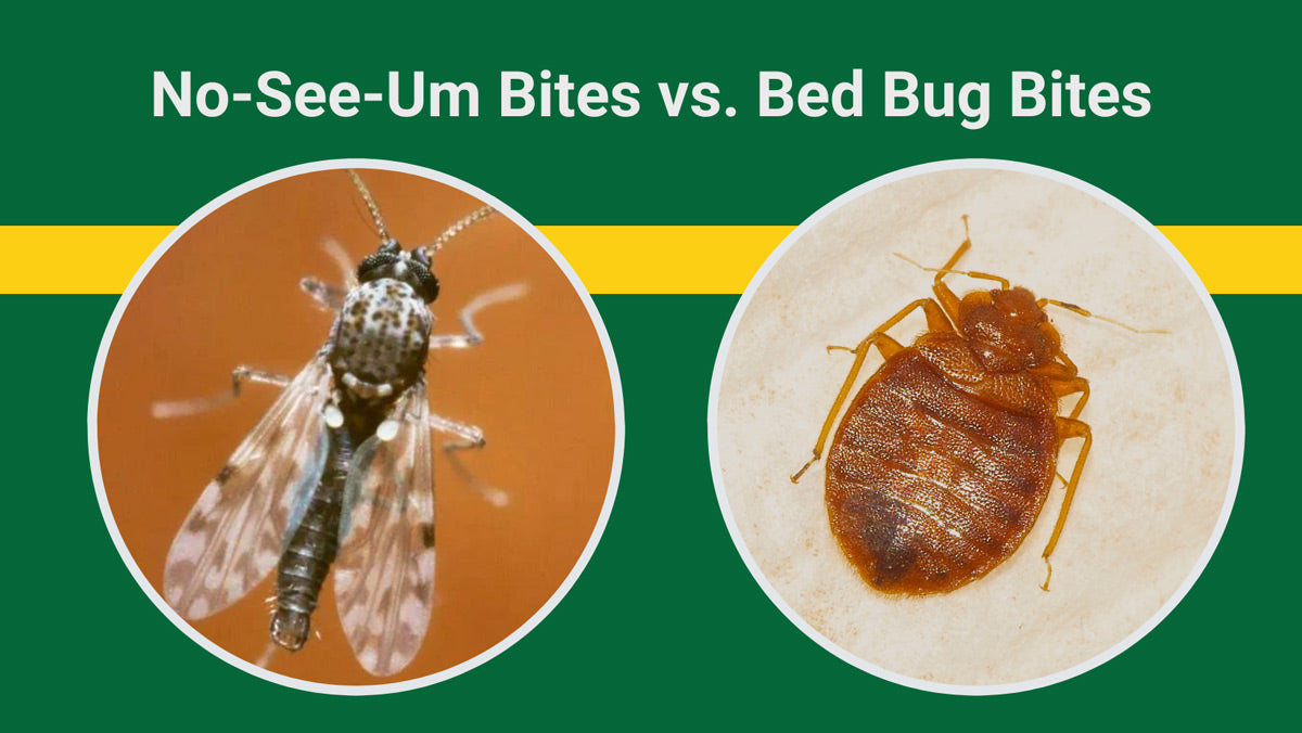 Bed Bug bites and No-See-Um bites are irritating! | Best Bee Brothers