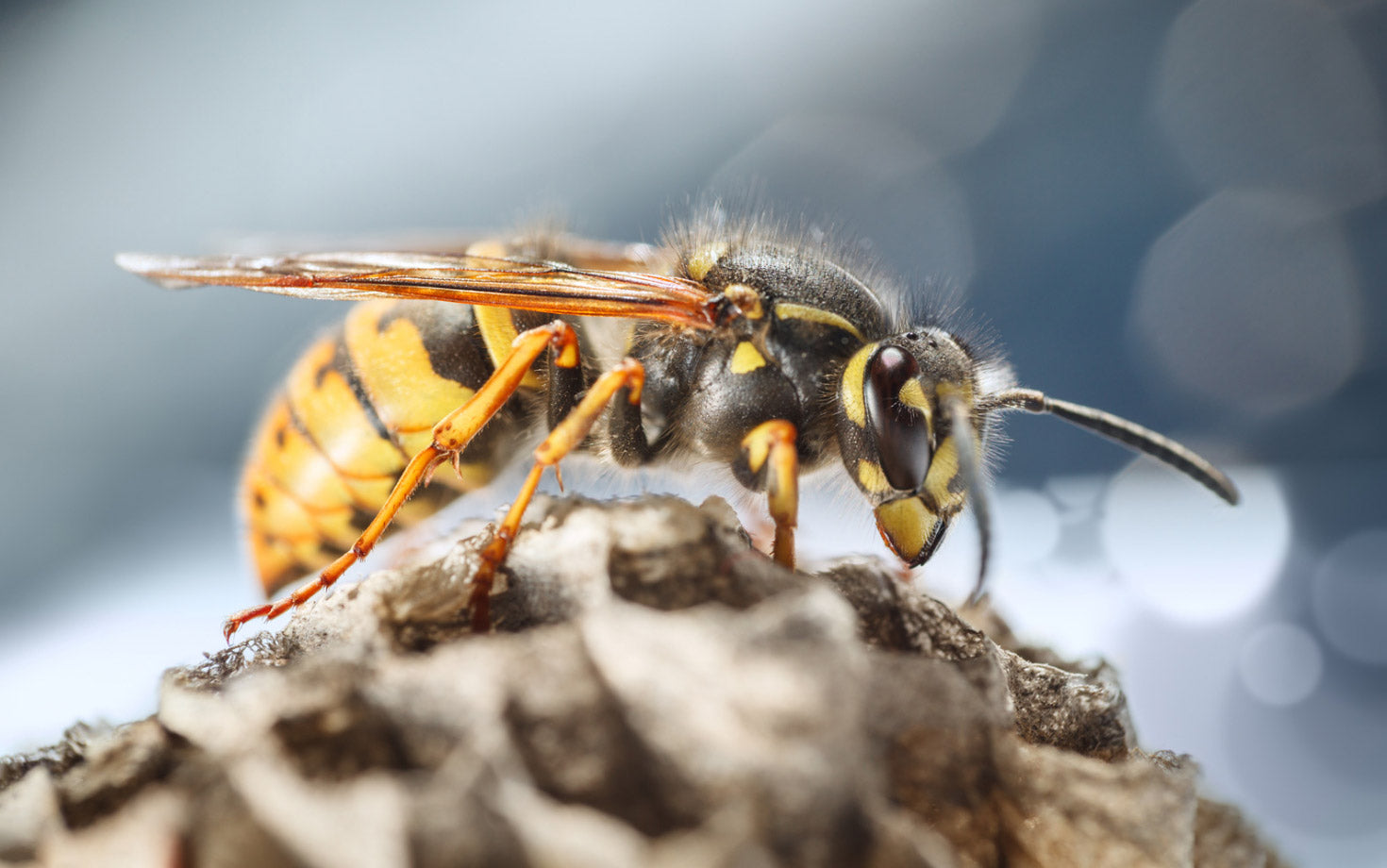 Queen wasps construct the nest with a pulp-like paste.