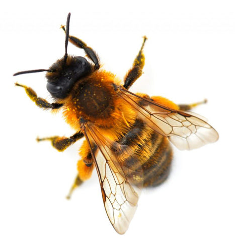 Red Mason Bee | Best Bee Brothers