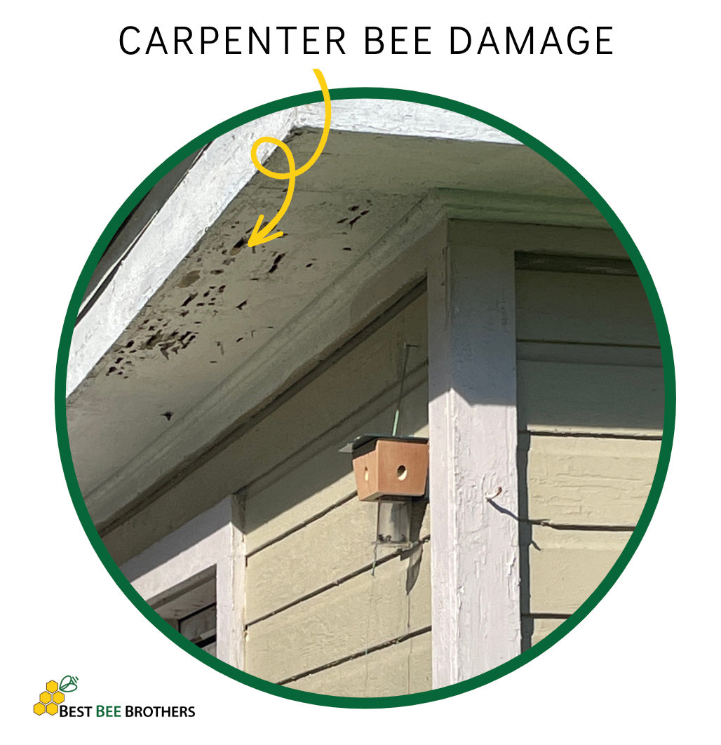 An Example of Carpenter Bee Damage | Best Bee Brothers