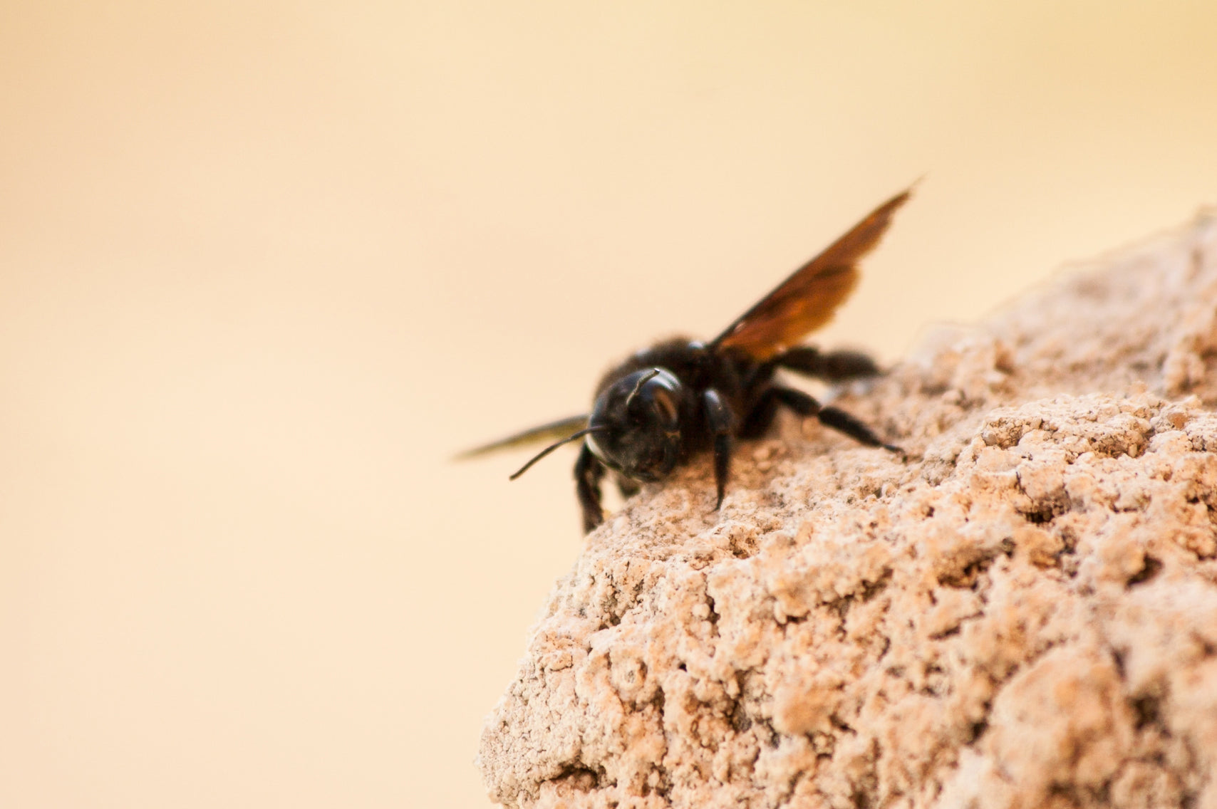 What happens to carpenter bees at night?