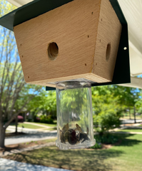 Best Carpenter Bee Trap