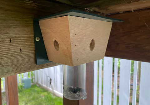 Carpenter Bee Trap Under Deck
