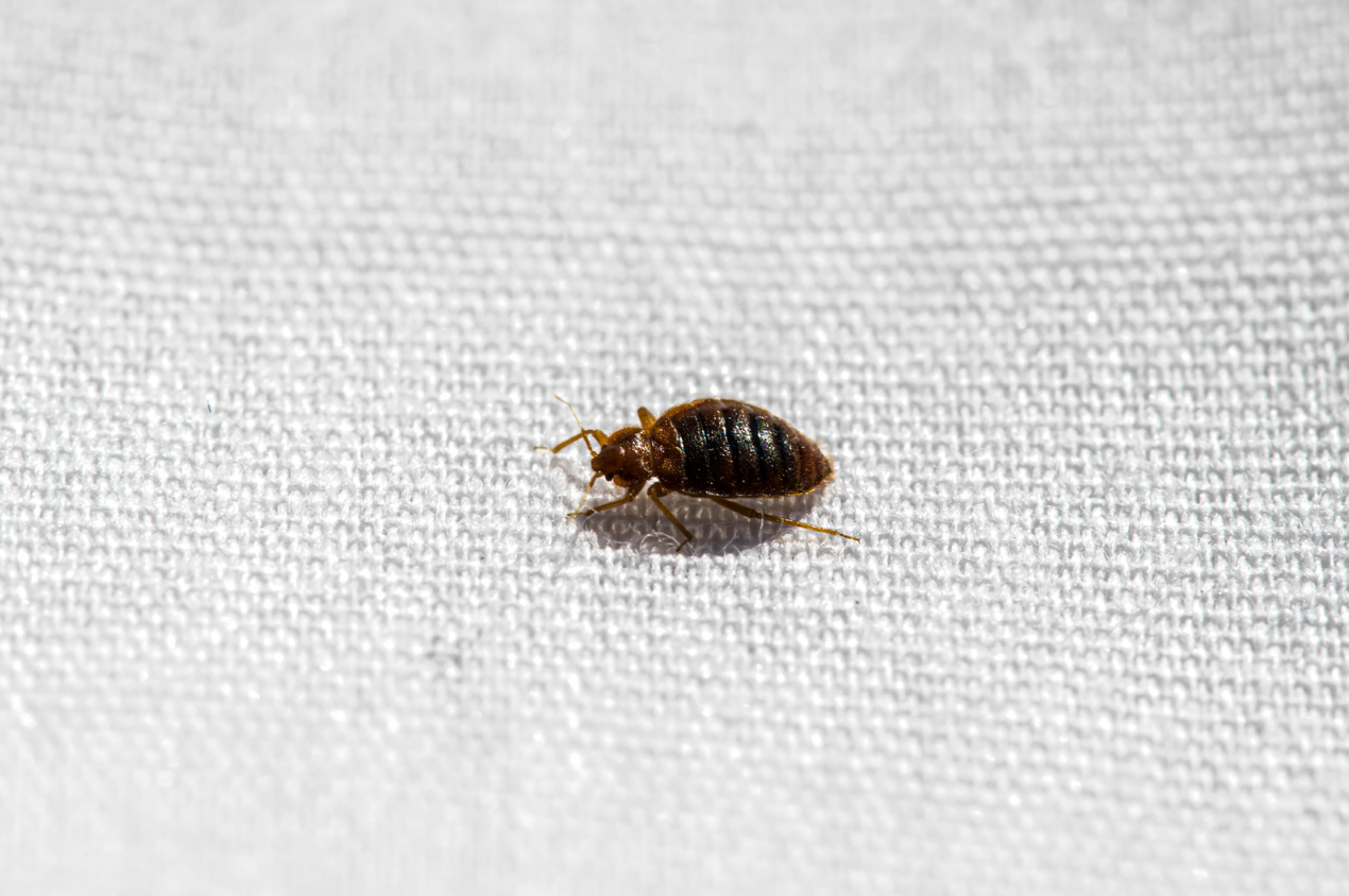 Bed bugs are very small, flat-bodied parasitic insects that feed exclusively on human and animal blood. | Best Bee Brothers