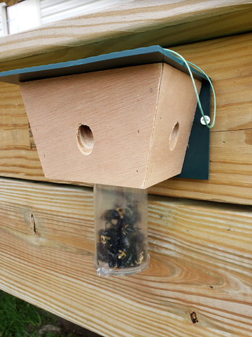 Why Bee Traps Aren't Your Best Option