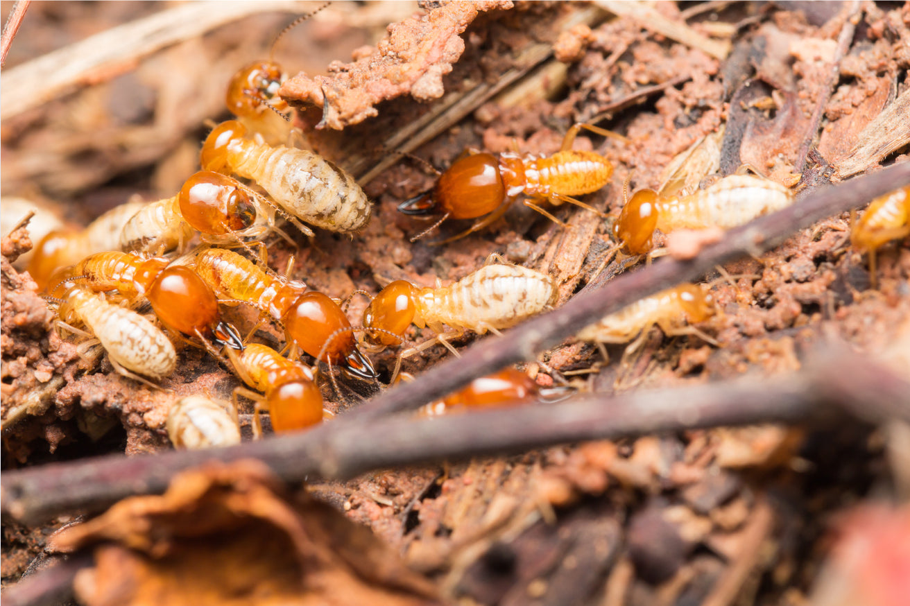 Termites are well-known as wood-destroying insects!