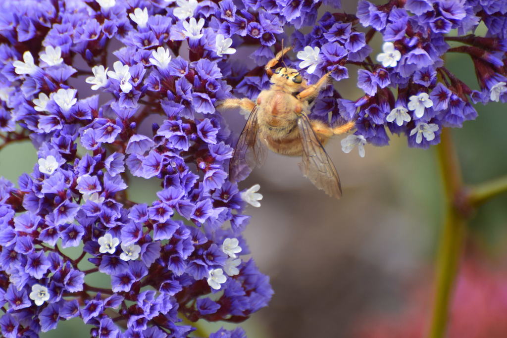 Valley Carpenter Bee - Xylocopa Varipuncta - New Mexico, Arizona, Nevada, Utah & California