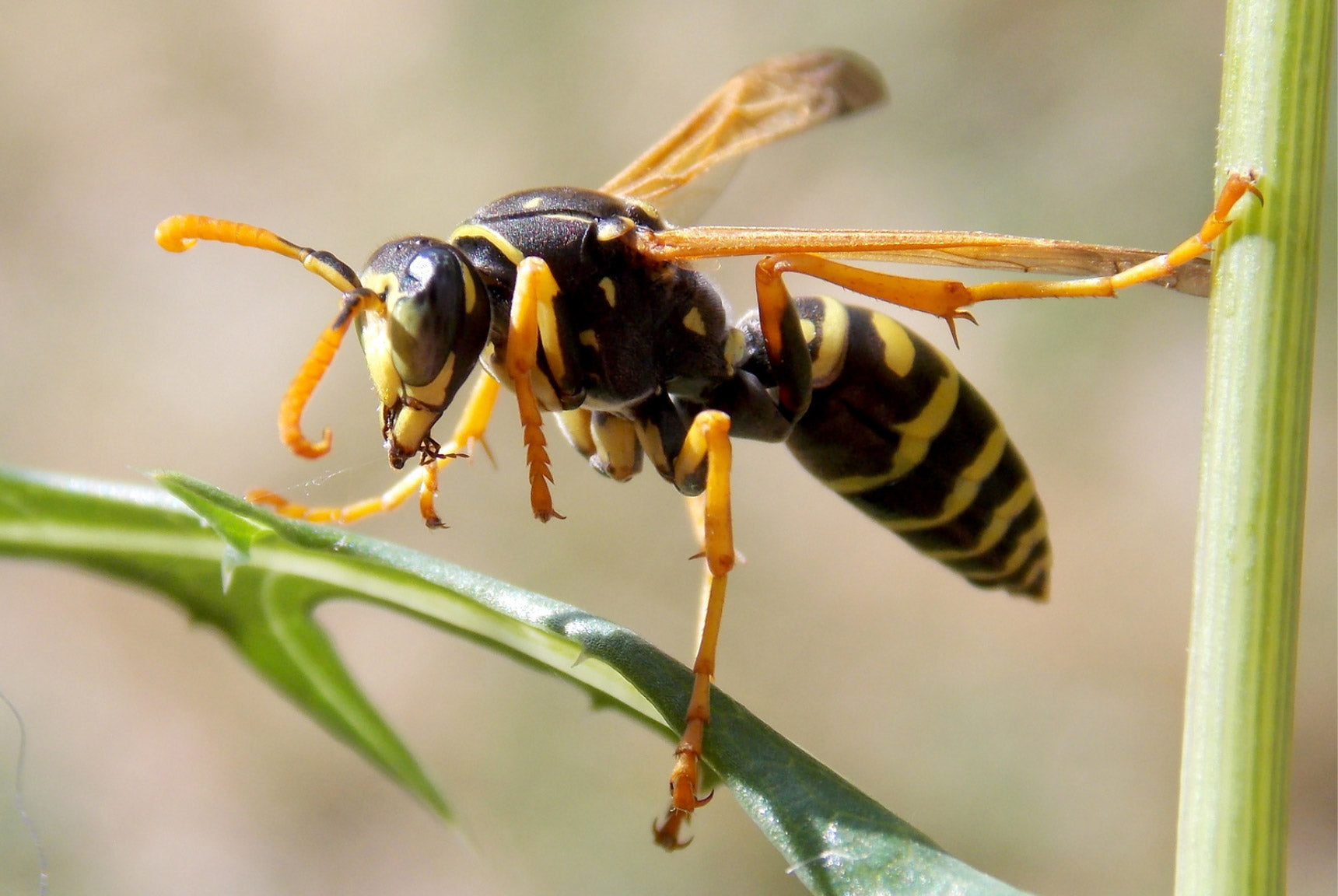How to prevent wasps from nesting in or around your home.
