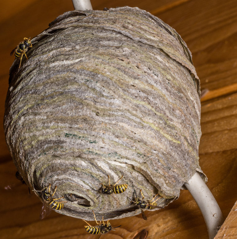 Wasps build their nests where they have the most structural defence.