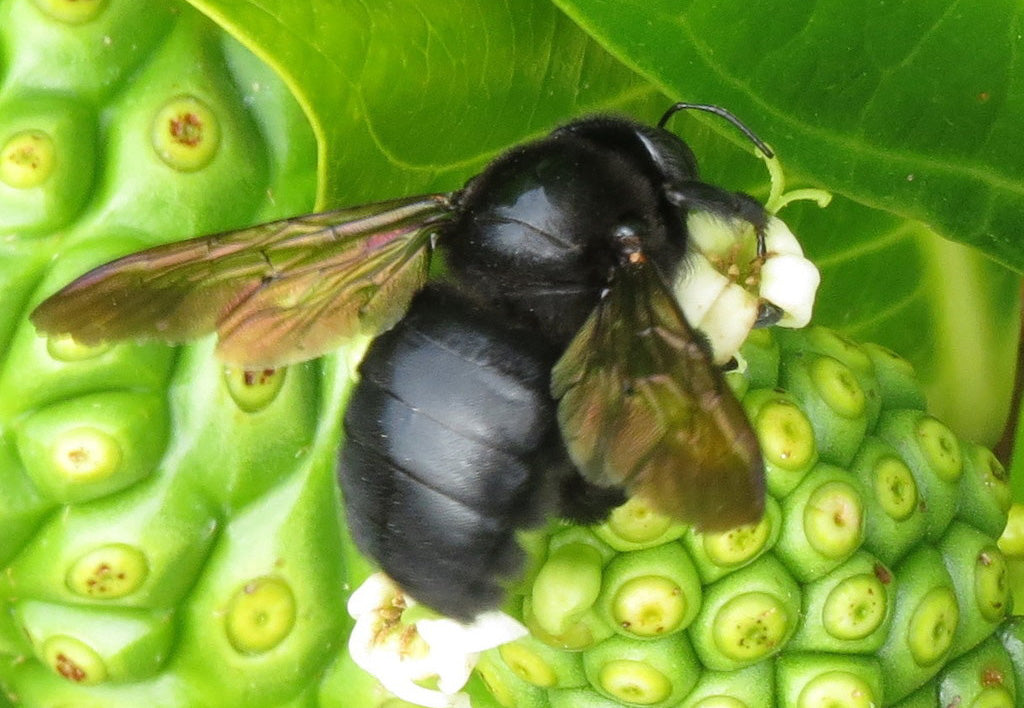 Sonoria - Xylocopa Sonorina - Hawaii 