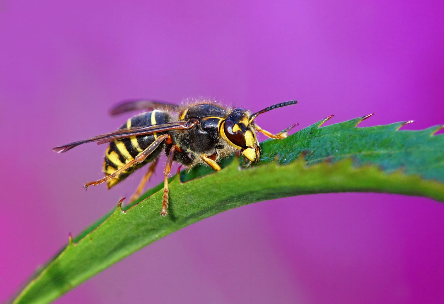 Yellow jacket wasp | Best Bee Brothers