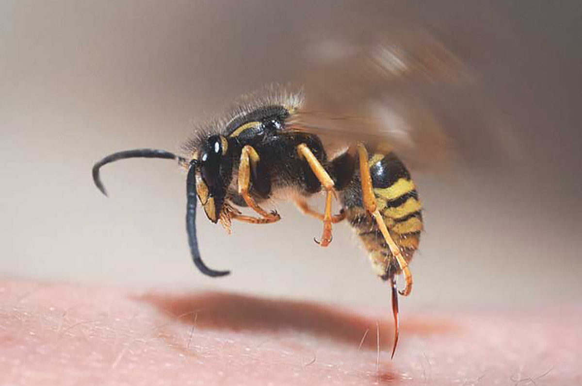 A yellow jacket in mid-sting.