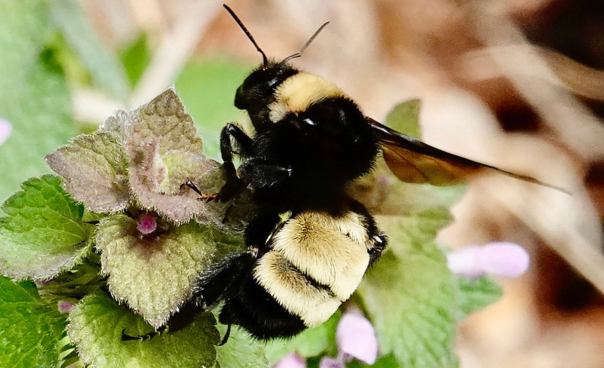 Bumblebees are one of many types of bees that can sting multiple times without losing their stinger.