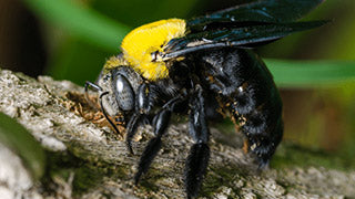 Carpenter Bee Facts