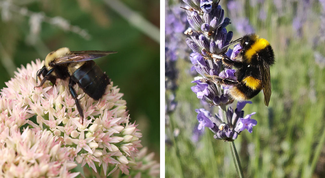 Carpenter bee infestations can be visible or completely hidden.