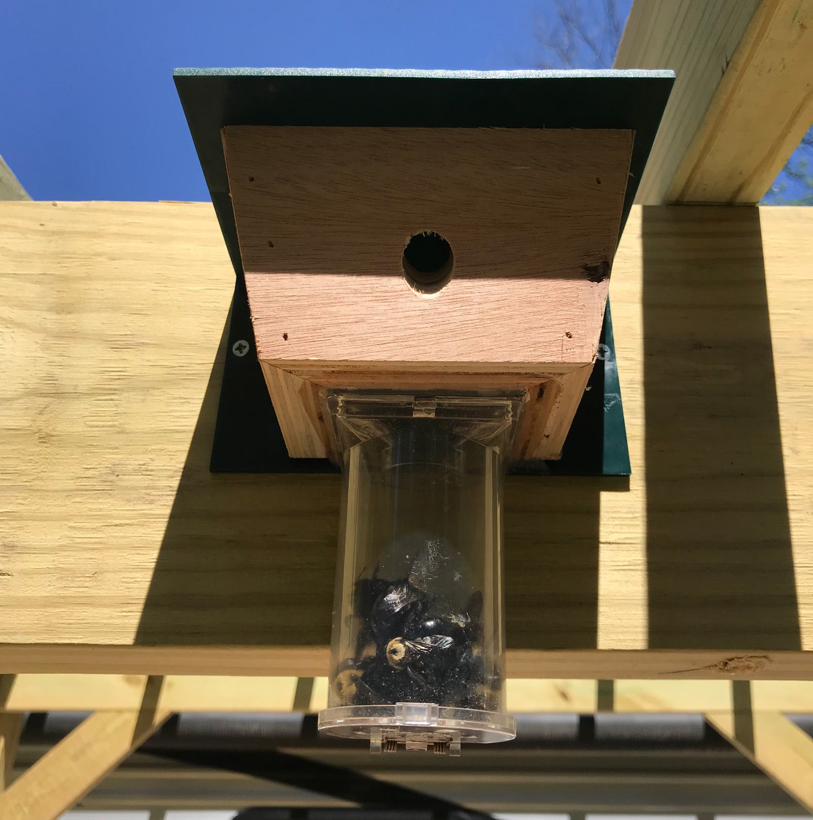 Carpenter Bee Trap