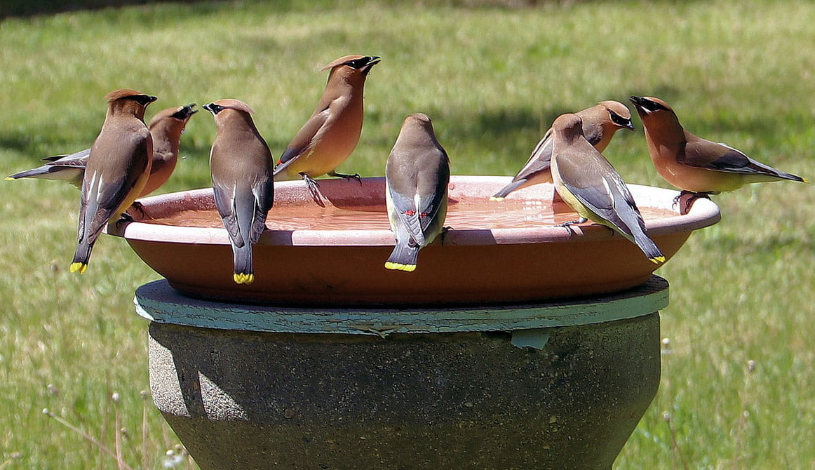 Mosquitoes can lay eggs in a bird bath.