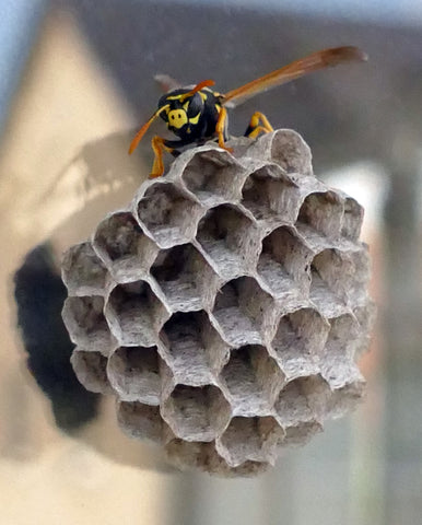 Wasp vs. Carpenter Bee | Best Bee Brothers