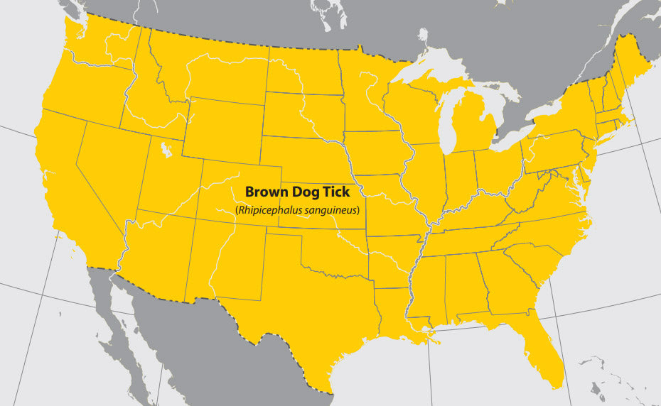 The Brown Dog tick can be found throughout the United States.