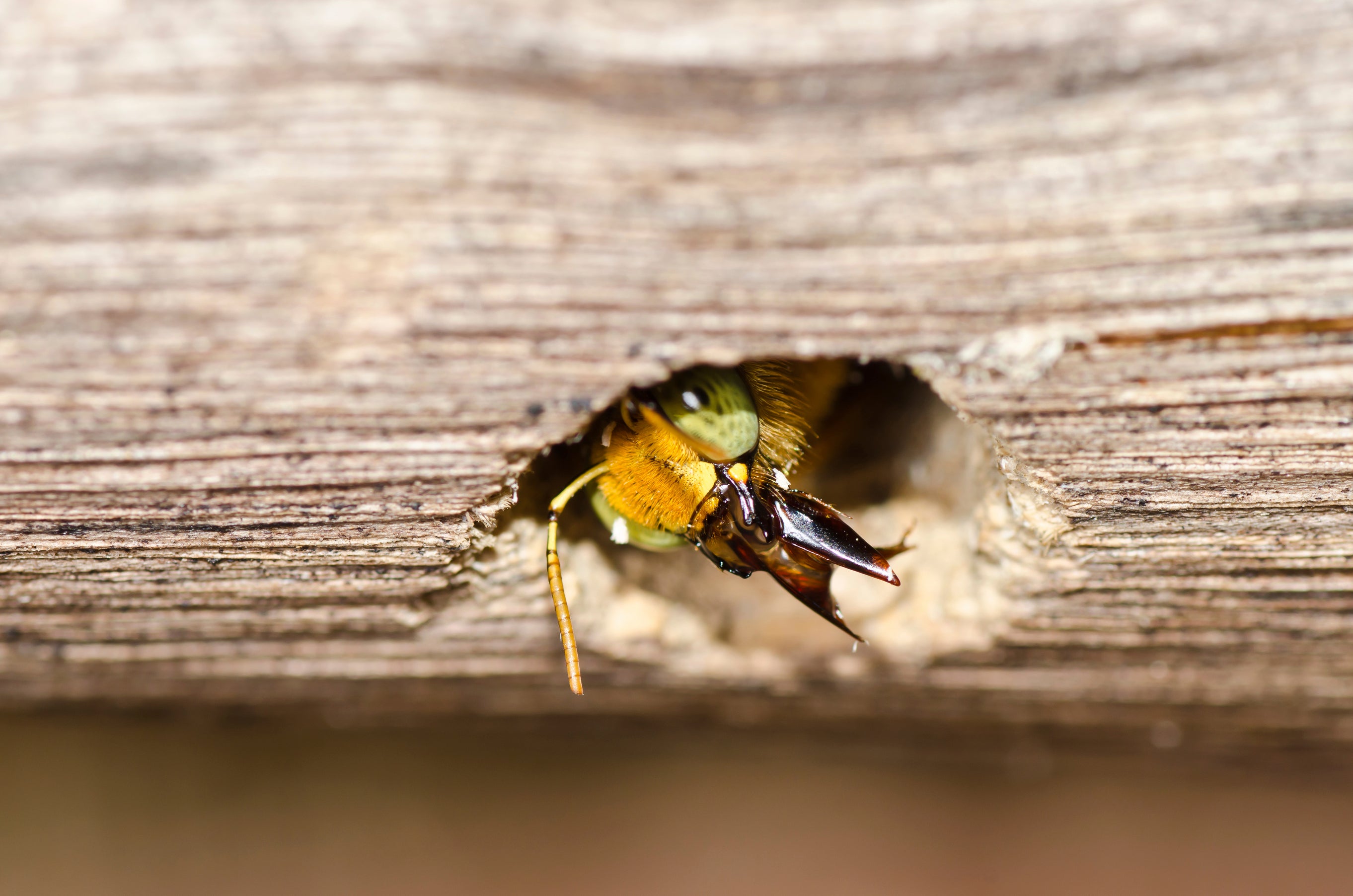 Carpenter bees borrowing into wood | Best Bee Brothers.