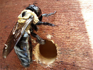 Carpenter Bee Nest