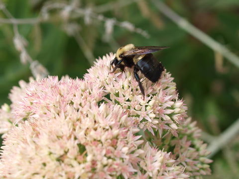 Carpenter Bee on Autumn Sedum 