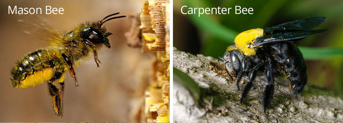 Mascon Bee vs. Carpenter Bee | Best Bee Brothers