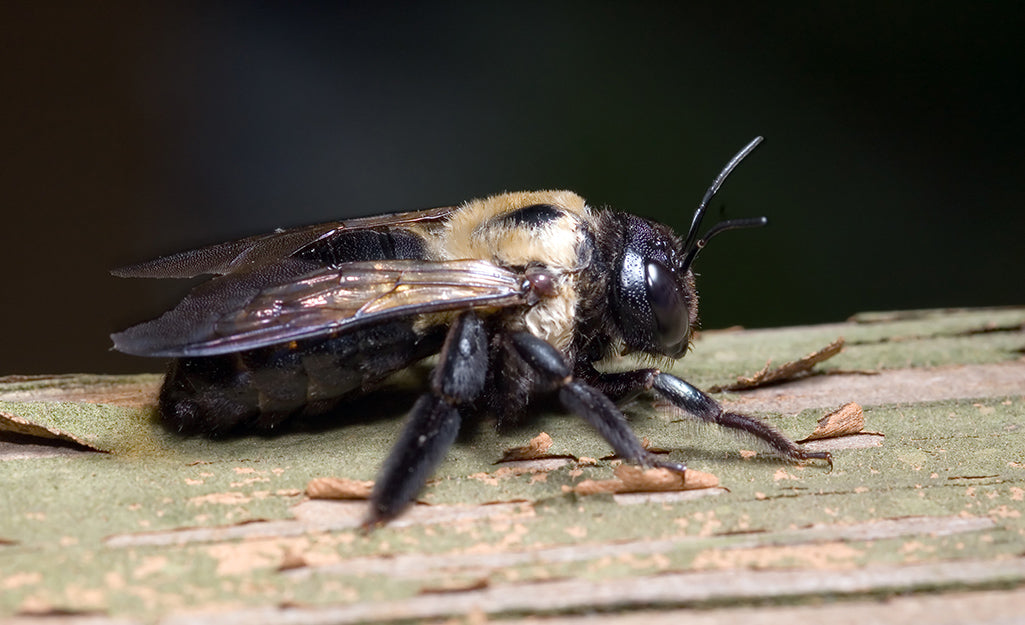 Carpenter bees seek abandoned nests | Best Bee Brothers